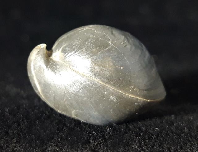 Ornithella bathonica (ROLLIER 1919) - Bild © FossNet FossilienStore
